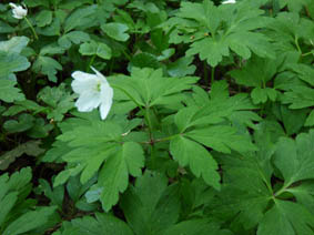 Anemone nemorosa